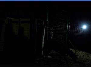 В Армению завезли благородных оленей