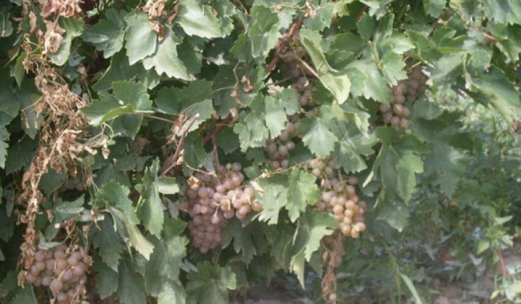 5afe9aa8b18e94a994097dd7ab758591