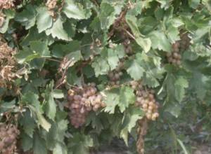 Перекрыли дорогу