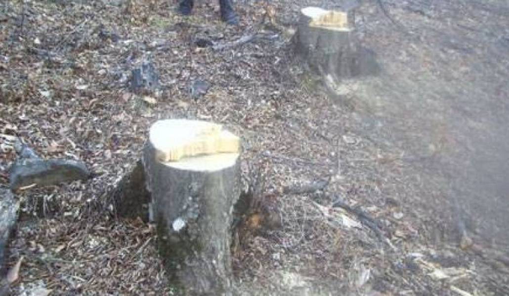 41a7d799a1e40678f76b41e925445e8c