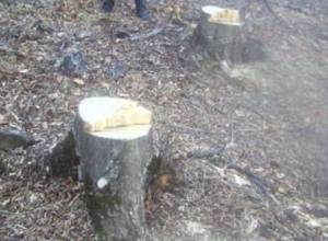 Незаконная вырубка