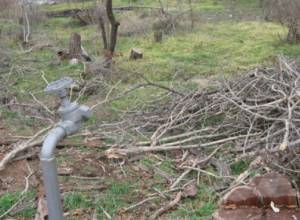 Деревья сохнут