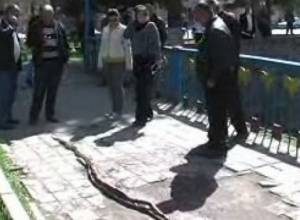 Удав - в реке Вачаган