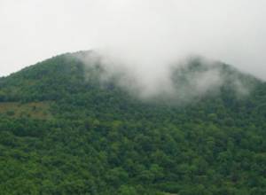 Оценивают состояние леса