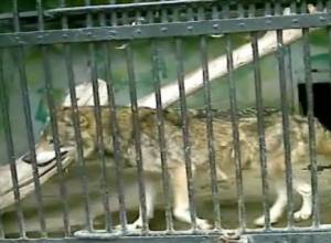 Животным тоже жарко