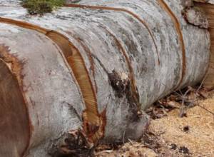 Кому принадлежит Анкаванский лес?