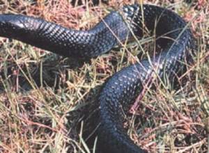 Противоядие не подействовало