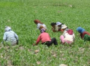 Женщинам принадлежит 2% земель