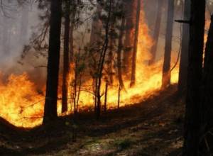 Пожары в лесу