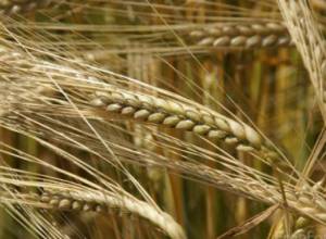 В Армению доставили первую партию ячменя