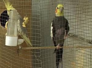 Коко воспевает “Аштаракский орешек”