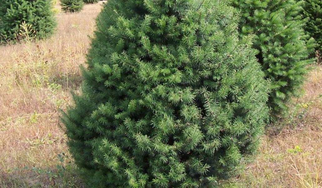 95428ee5f1d72cf5e5e1735885fe4ff8