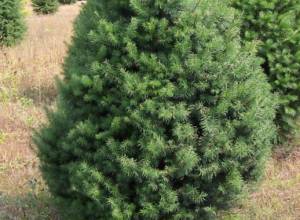 Ели были выкорчеваны