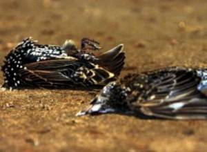 Птицы задохнулись