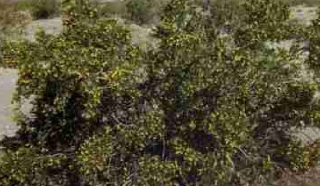 e7985f2c63552997d956c49990e4dcd6