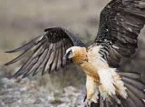 Орел передан в зоопарк