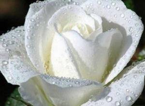 6000 евро – за розы