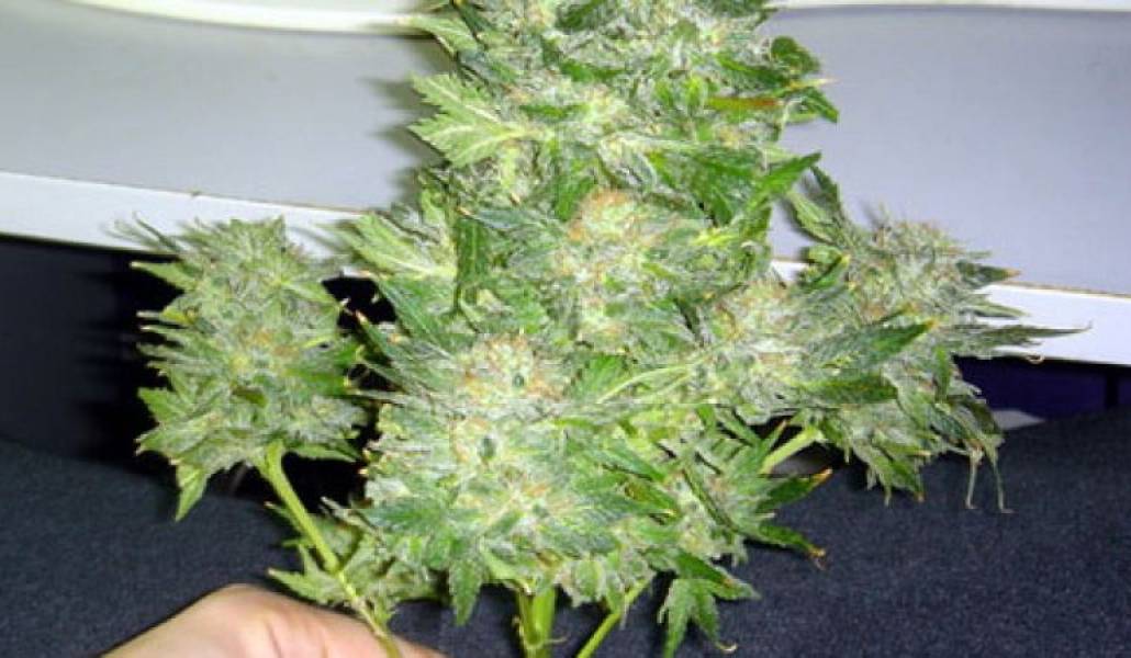 d59e6f1fbd6b134ad4c37f46b273852f