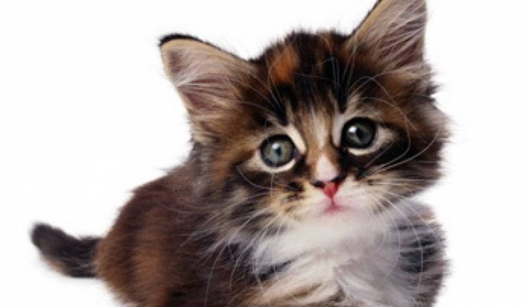 77182365167816d06c9e95a6cd104468