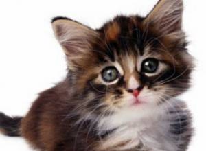 Кот в стене