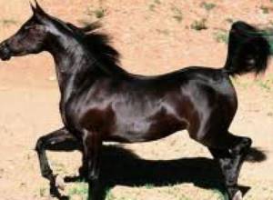 Украл лошадь