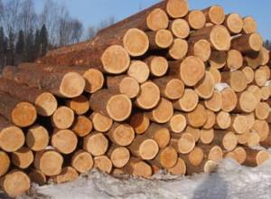 Ясень срубили противозаконно