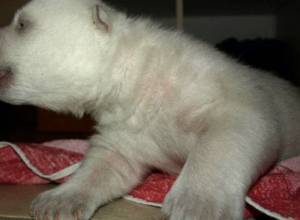 Детеныш медведя