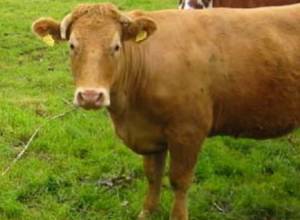 Спасли корову