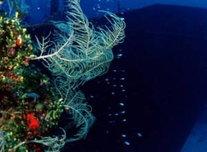 Обнаружены слитки платины