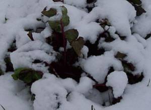 1 марта пойдет снег