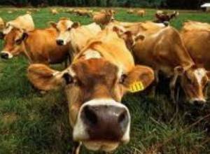 Следы ведут в Азербайджан