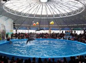 Дельфинарий закрывается?