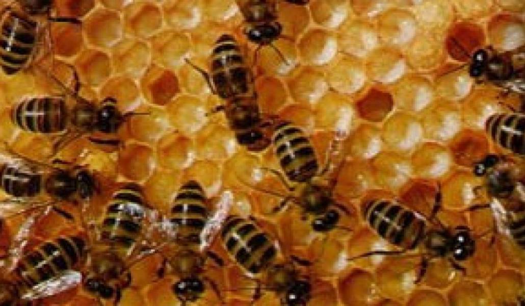 0f83f78bb2a1cd89ca0ff7bc3e96a5d0