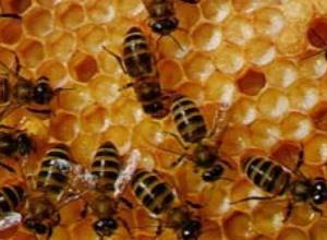 Кормят пчел сахаром