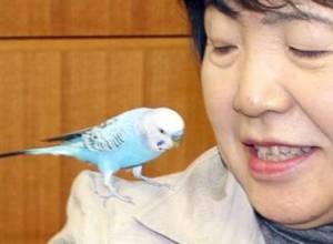 Попугай сам назвал полицейским свой адрес
