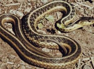 Змея укусила ребенка