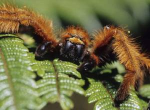 Пауки напали на людей