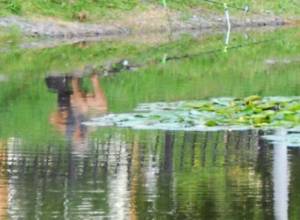 Близнецы из Армении утонули в Подмосковье