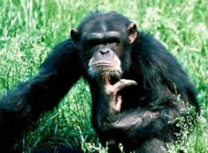Шимпанзе напала на студента