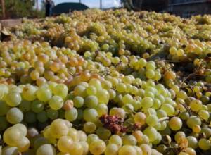 Редиска дороже винограда