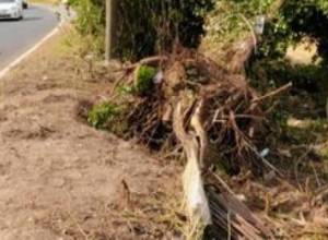 Срубил 2 дерева