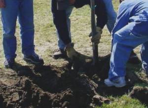 Приглашают на осеннюю посадку деревьев