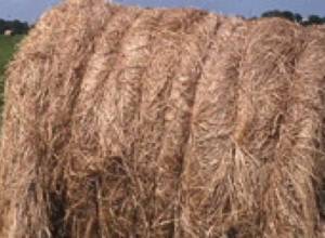 Сгорело 15 тонн корма для скота