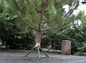 Живая ель - роскошь