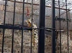 Как питается тигр в Ереване?