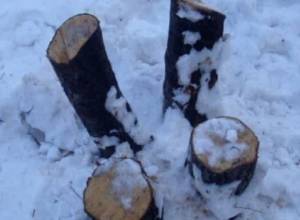 Спилил два дерева бензопилой