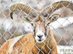 Полицейские по следам муфлонов