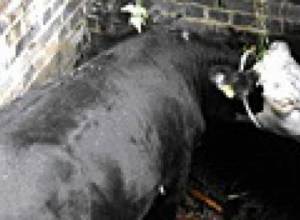 Теленок упал в люк