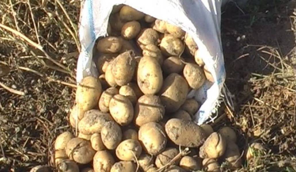 294704fcf59c76fb99f22a6248f42edf