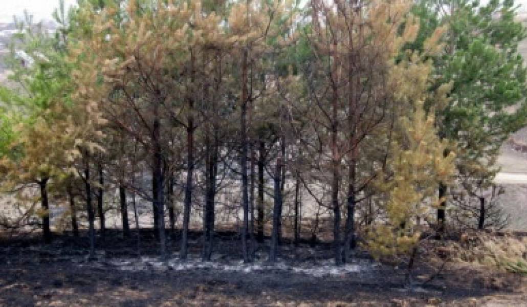 c613325223e8d719c3a211f7f1dc657d